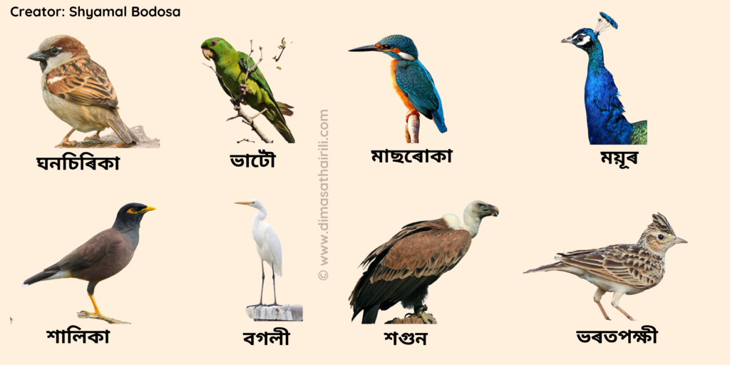 Birds name in Assamese