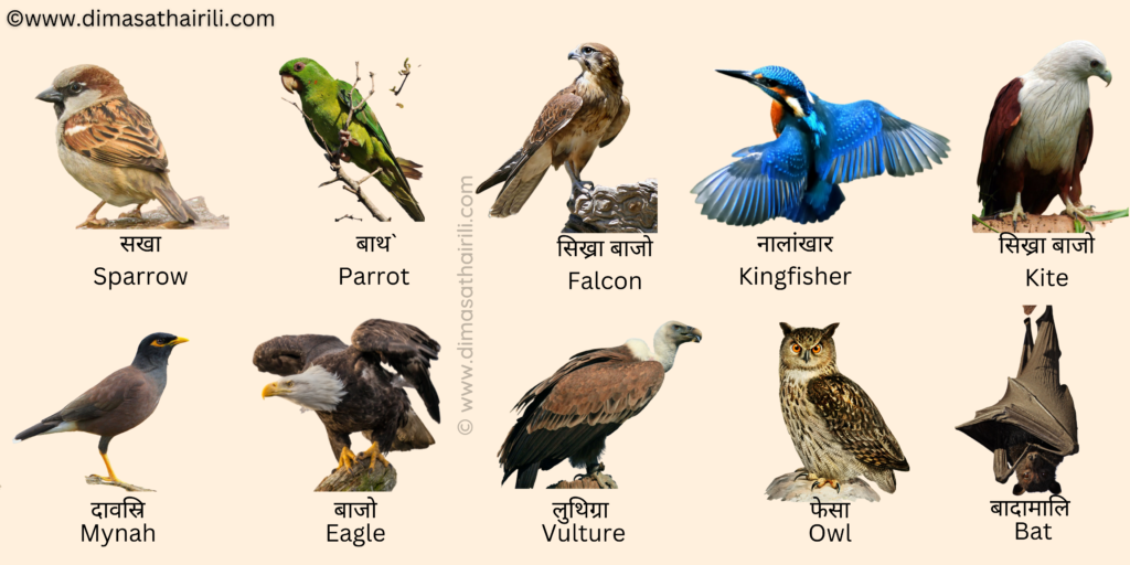 Birds Name in Bodo