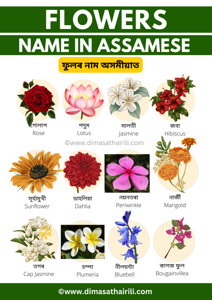 40+ Flowers Name in Assamese and English with Pictures Flower Names in Assamese | Fulor naam assamese